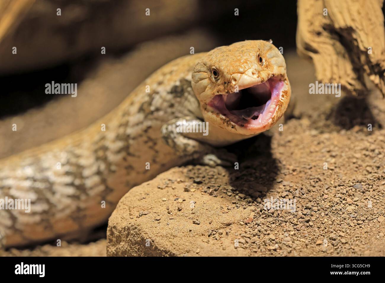Skink tonguato blu (Tiliqua scincoides), adulto, a terra, minaccioso, ritratto, Australia, Germania Foto Stock