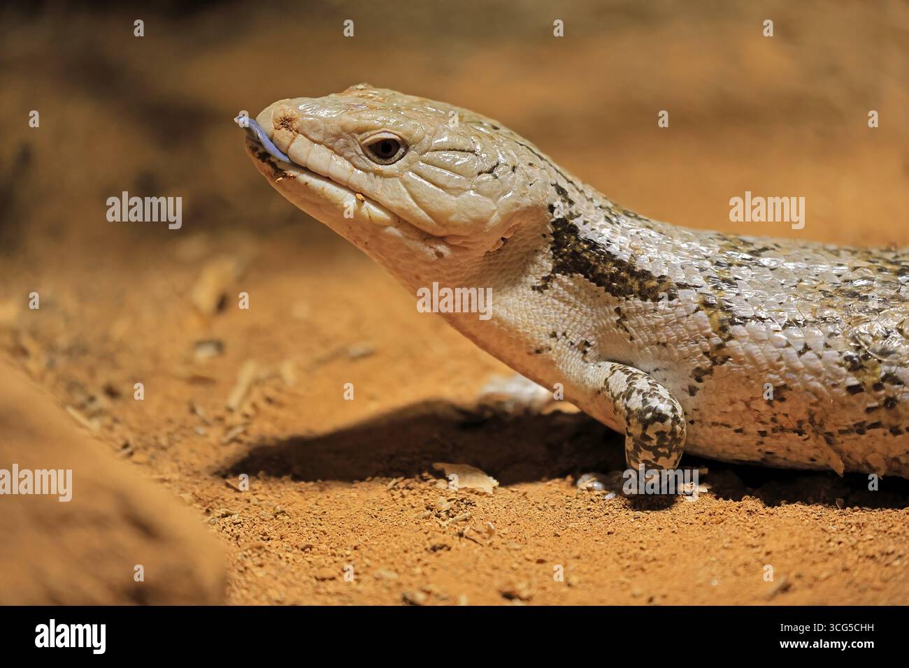 Skink tonguato blu (Tiliqua scincoides), adulto, a terra, minaccioso, ritratto, Australia, Germania Foto Stock