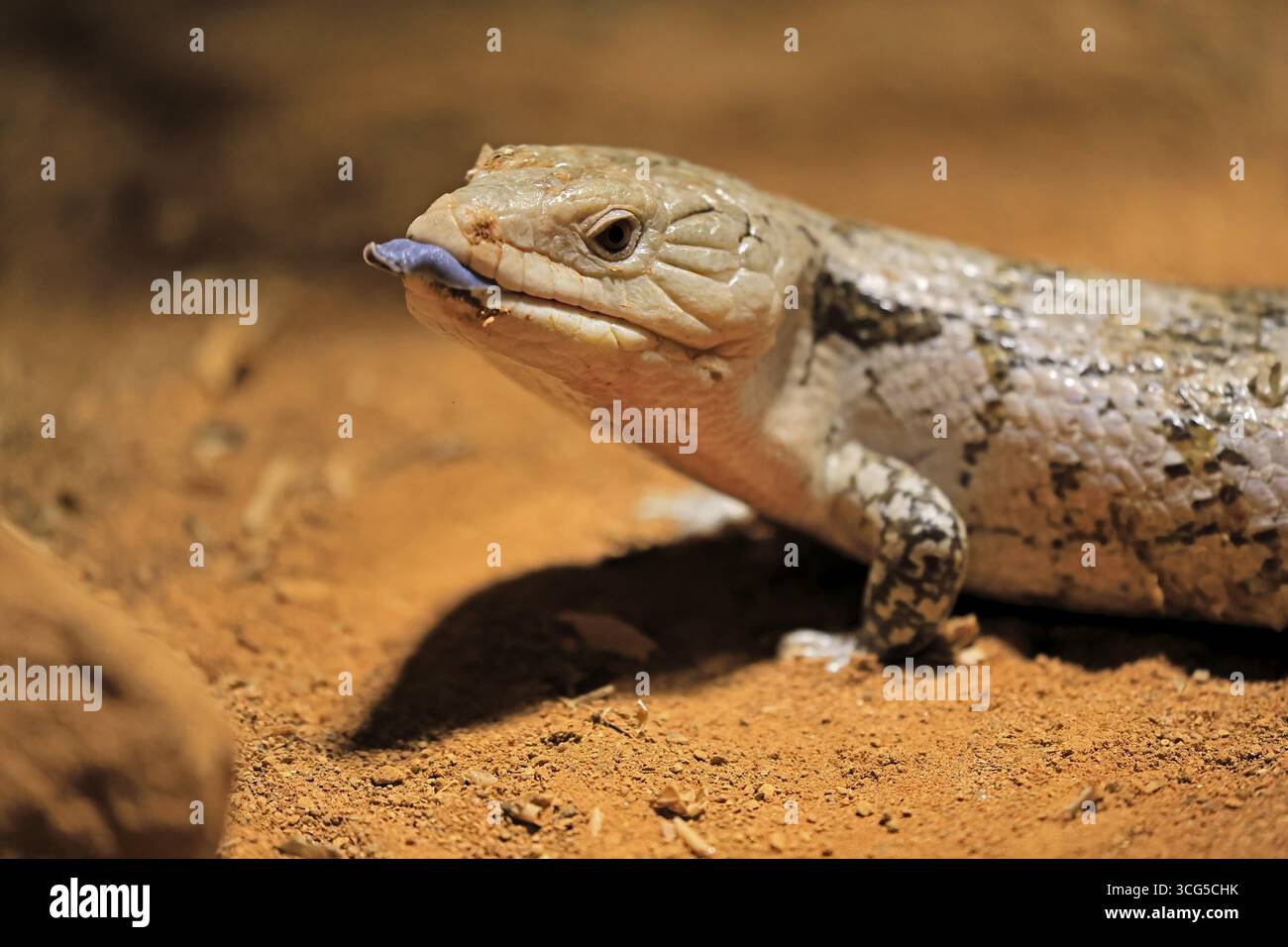 Skink tonguato blu (Tiliqua scincoides), adulto, a terra, minaccioso, ritratto, Australia, Germania Foto Stock