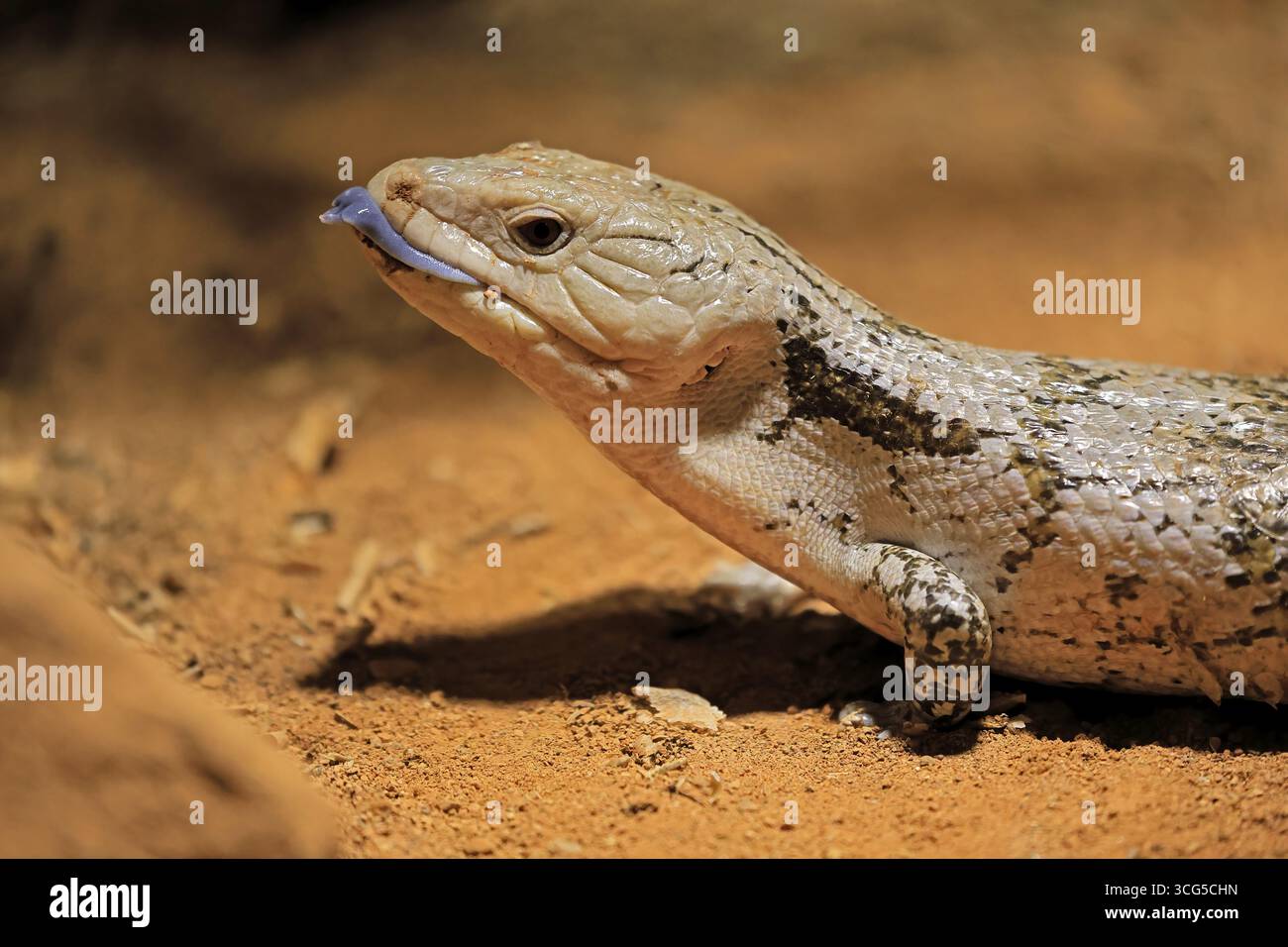 Skink tonguato blu (Tiliqua scincoides), adulto, a terra, minaccioso, ritratto, Australia, Germania Foto Stock