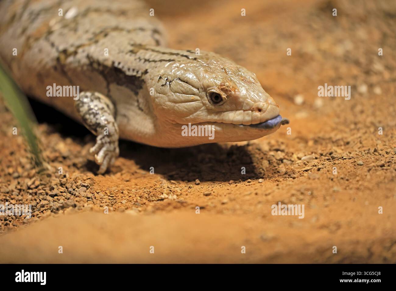 Skink tonguato blu (Tiliqua scincoides), adulto, a terra, minaccioso, ritratto, Australia, Germania Foto Stock