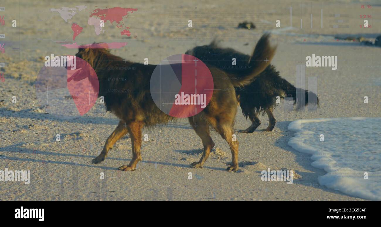 Camminando due cani scuri che si muovono fianco a fianco su una spiaggia sabbiosa con sovrapposizioni digitali, conchiglie e schiuma marina Foto Stock