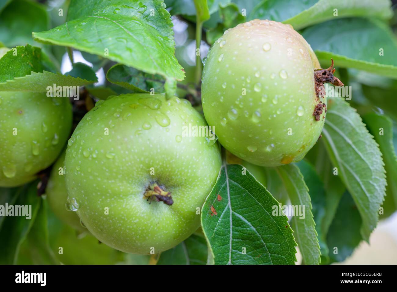 Due mele verdi crescono su un ramo ricoperto di gocce di pioggia e circondate da foglie lussureggianti. Foto Stock