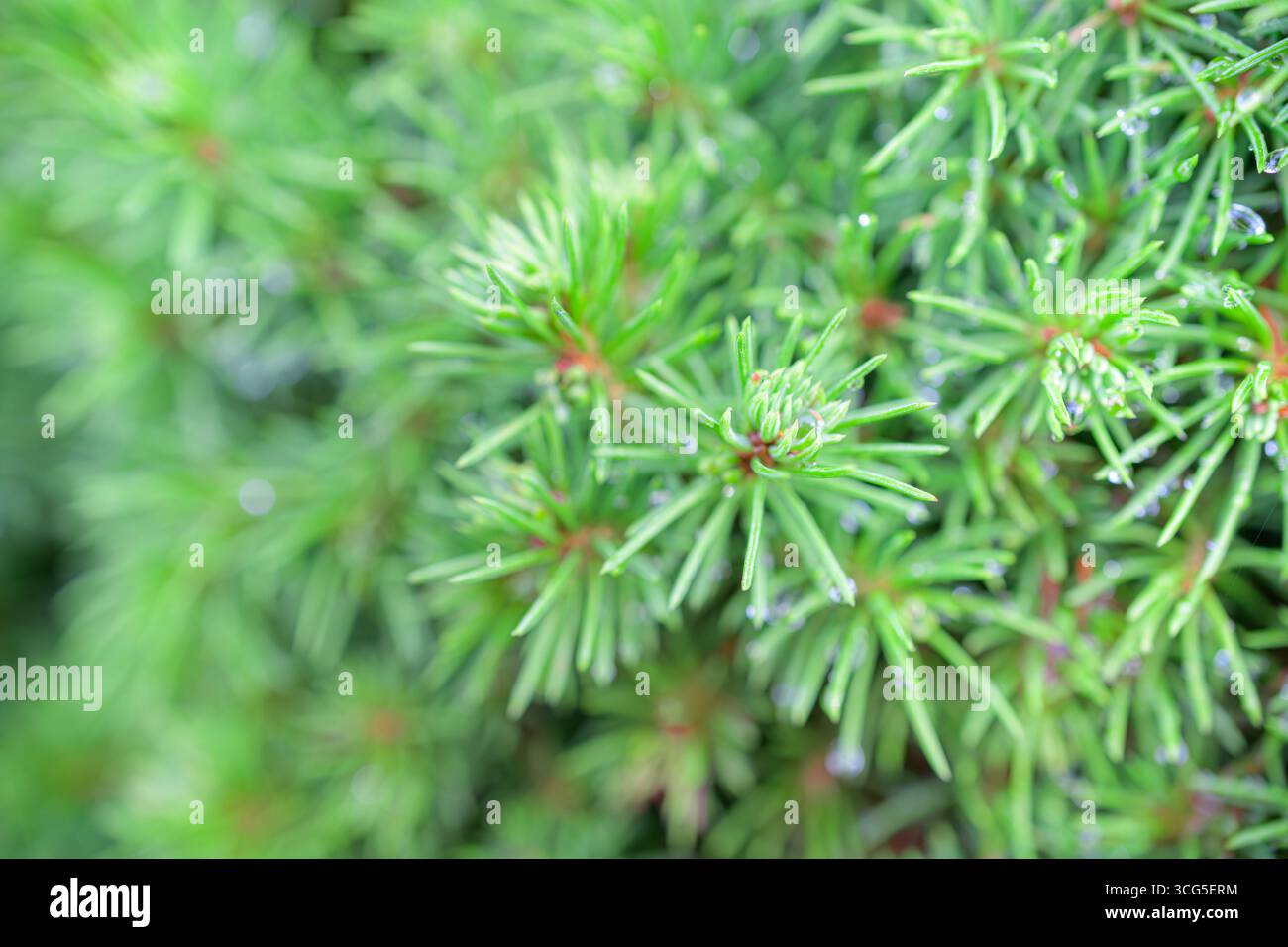 Gli aghi verdi freschi di un arbusto di pino nano sono coperti da piccole gocce d'acqua. Foto Stock