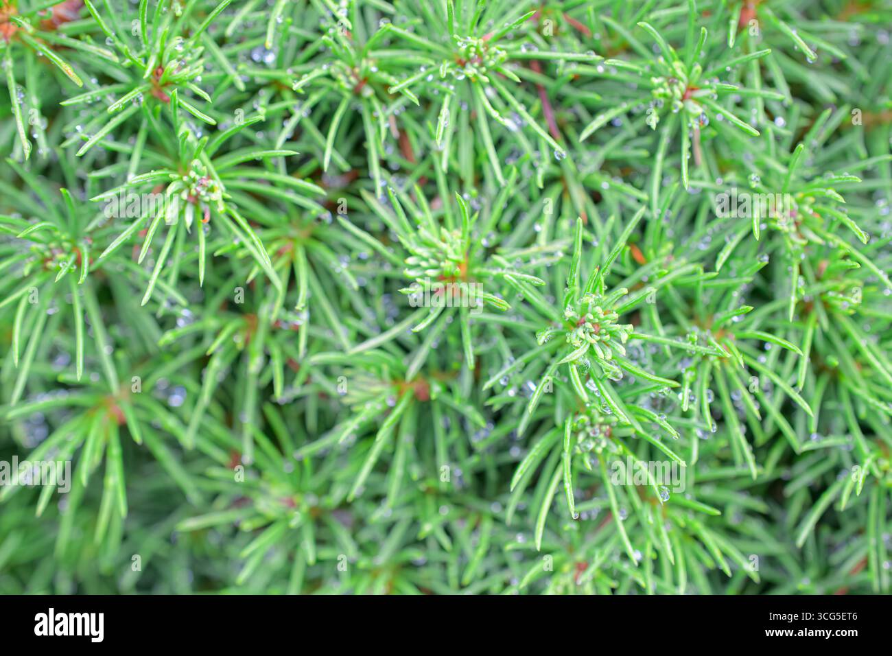 Gli aghi verdi freschi di un arbusto di pino nano sono coperti da piccole gocce d'acqua. Foto Stock