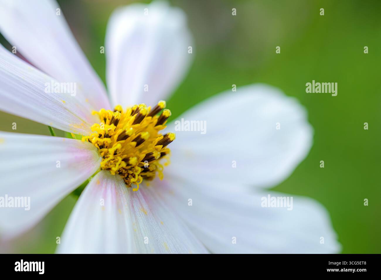 Primo piano di un fiore cosmo bianco (Cosmos bipinnatus) con stampe gialle e con punta scura su un morbido sfondo verde. Foto Stock