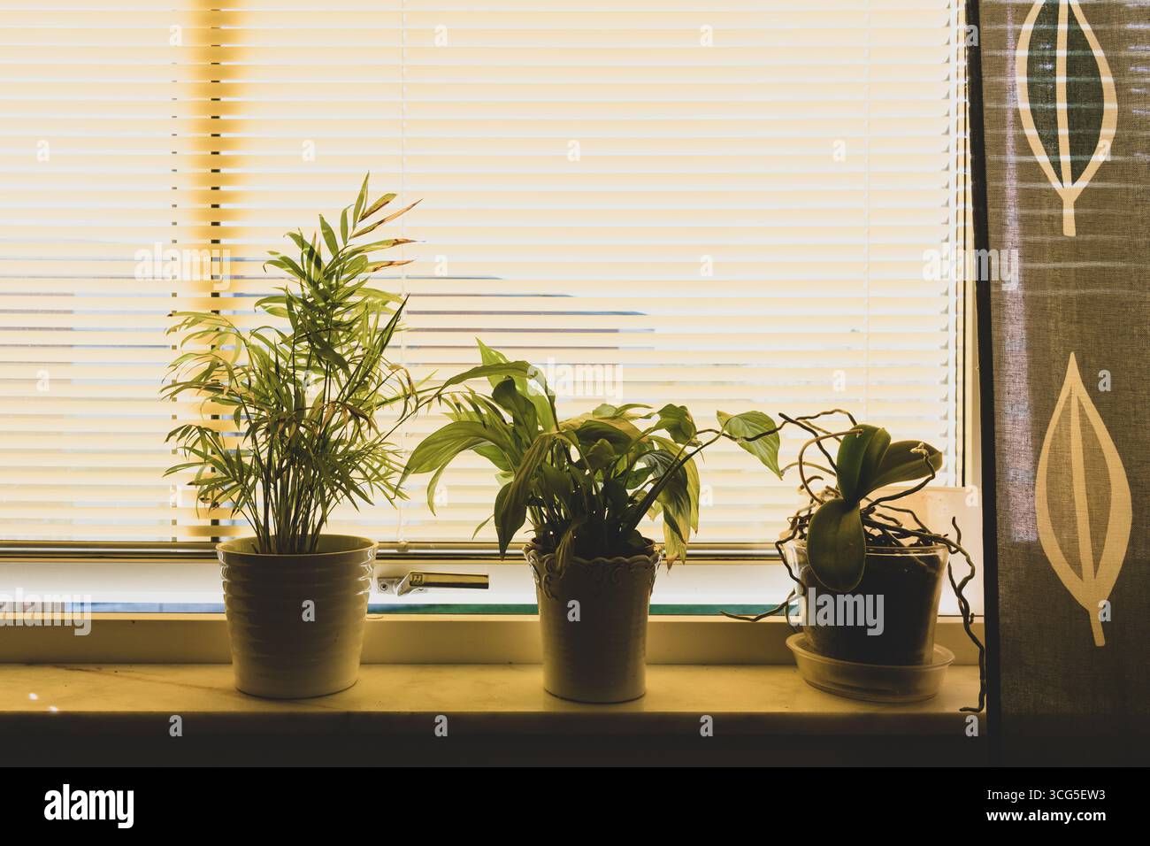 Tre piante in vaso sono disposte su un davanzale, crogiolandosi alla luce calda del sole filtrata attraverso le tende. L'ambiente tranquillo esalta la bellezza naturale Foto Stock
