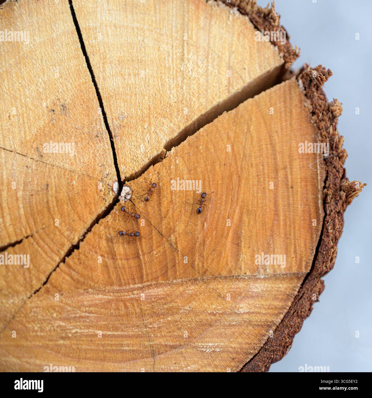 Le formiche strisciano sulla superficie di un tronco di albero tagliato, navigando nel grano del legno e incrinature nella corteccia. Foto Stock