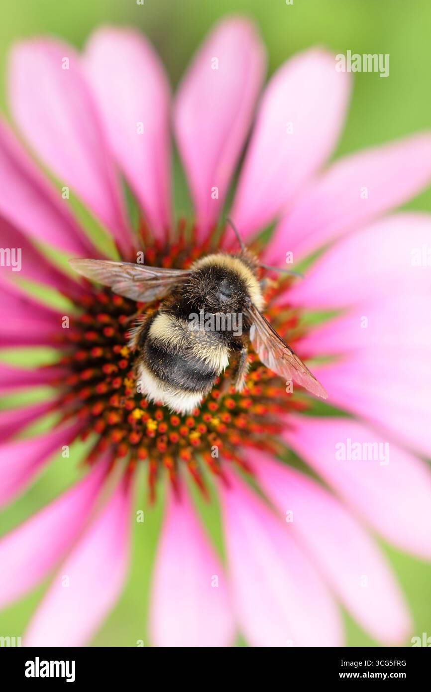 Bumblebee sul fiore. bumblebee dalla coda bianca (Bombus lucorum), su un fiore di Echinacea rosa in estate - agosto. REGNO UNITO Foto Stock