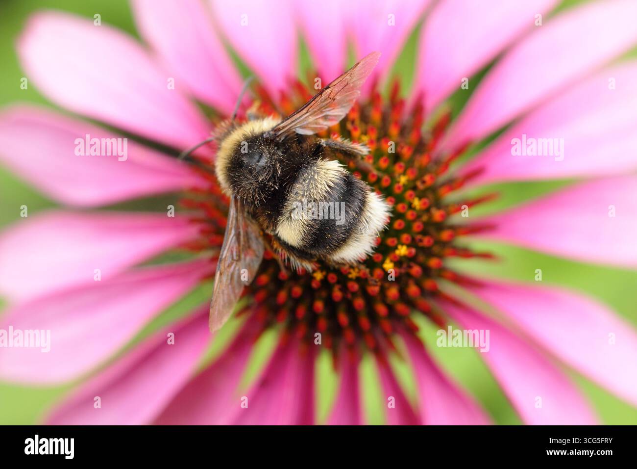 Ape su fiore. bumblebee dalla coda bianca (Bombus lucorum), su un fiore di Echinacea rosa in estate - agosto. REGNO UNITO Foto Stock