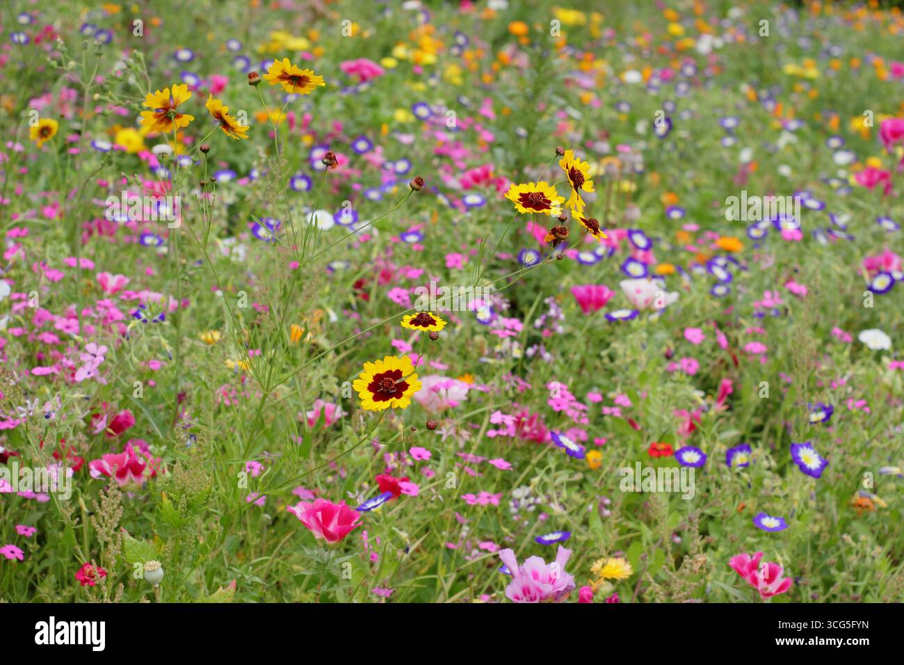 Fiori colorati e misti di pittura tra cui coreopsis, convolvolo (Morning Glory) e Fiore di raso (Godetia) in un prato piantato a fine estate. REGNO UNITO Foto Stock