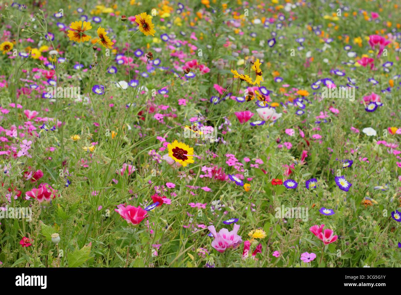Fiori colorati e misti di pittura tra cui coreopsis, convolvolo (Morning Glory) e Fiore di raso (Godetia) in un prato piantato a fine estate. REGNO UNITO Foto Stock