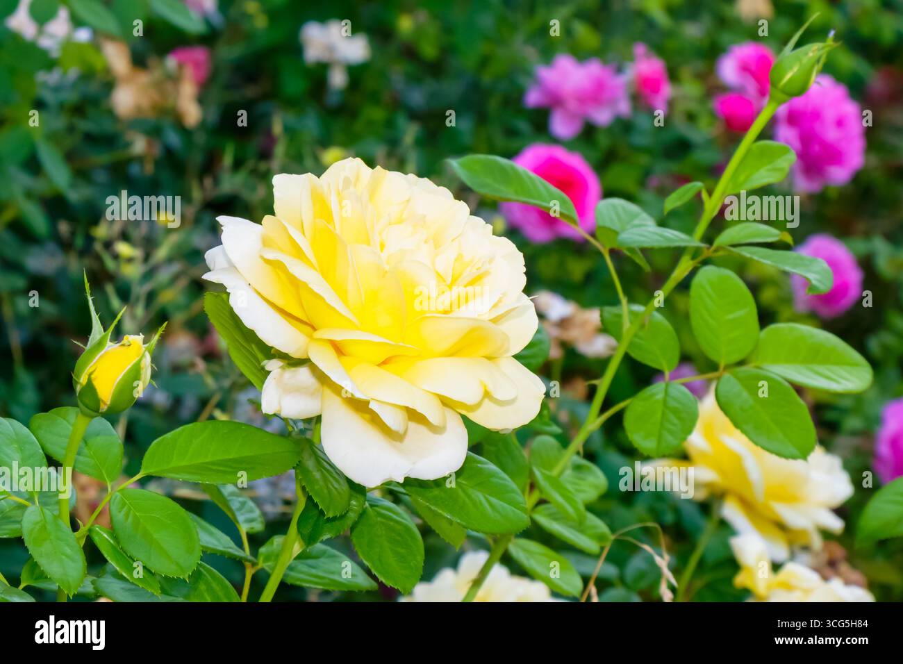 Una splendida rosa gialla spicca tra varie rose rosa in un vivace giardino. La vegetazione lussureggiante e le fioriture colorate creano un ambiente pittoresco Foto Stock