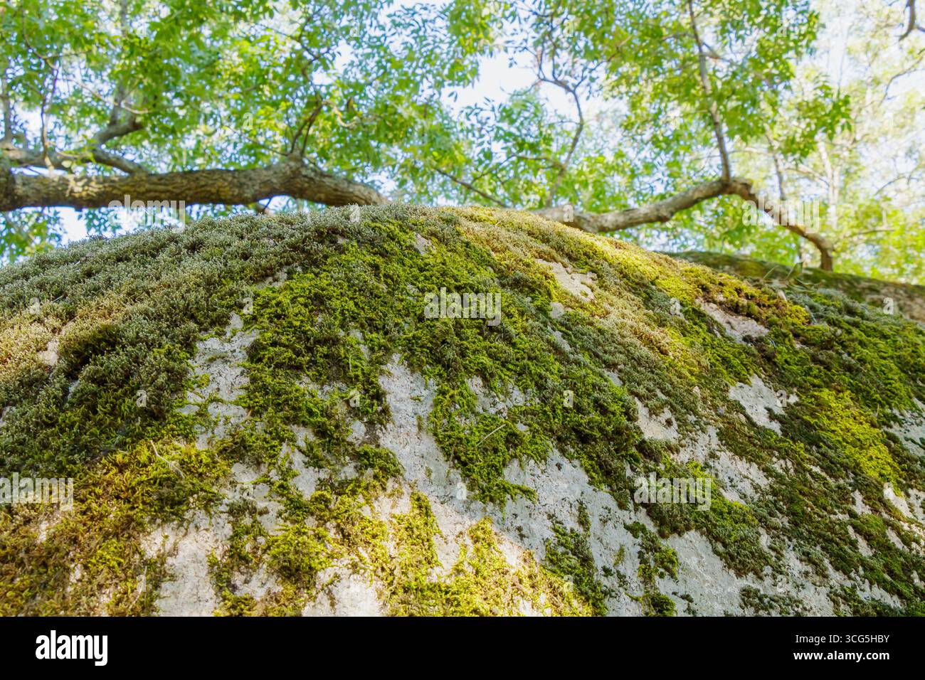 Una grande pietra e' adornata con muschio lussureggiante, illuminata da una luce solare delicata che filtra attraverso i rami dell'albero, creando un'atmosfera tranquilla Foto Stock