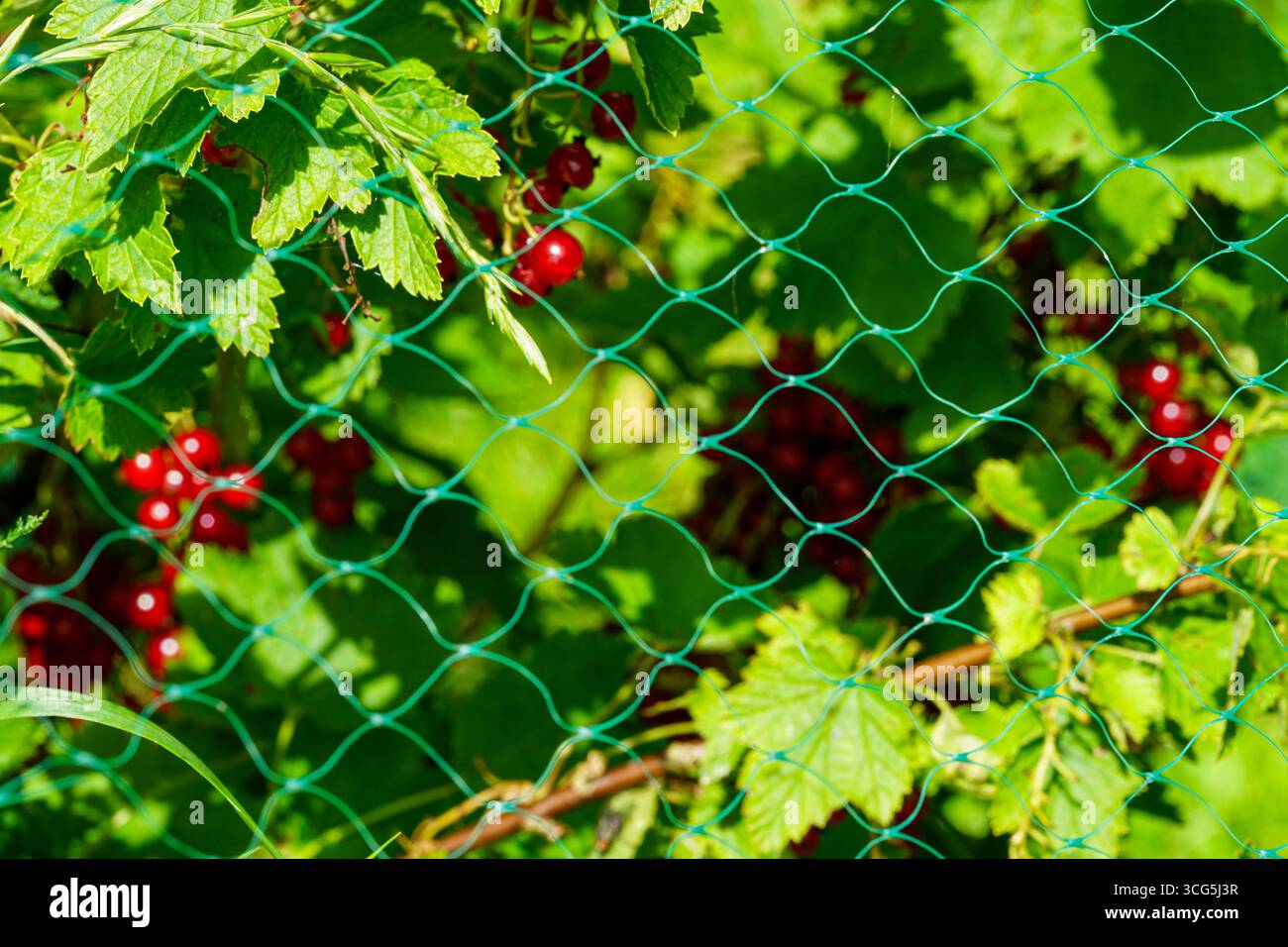 Primo piano di rete protettiva verde su cespugli di bacche per impedire agli uccelli di mangiare bacche rosse mature, garantendo un raccolto sano Foto Stock