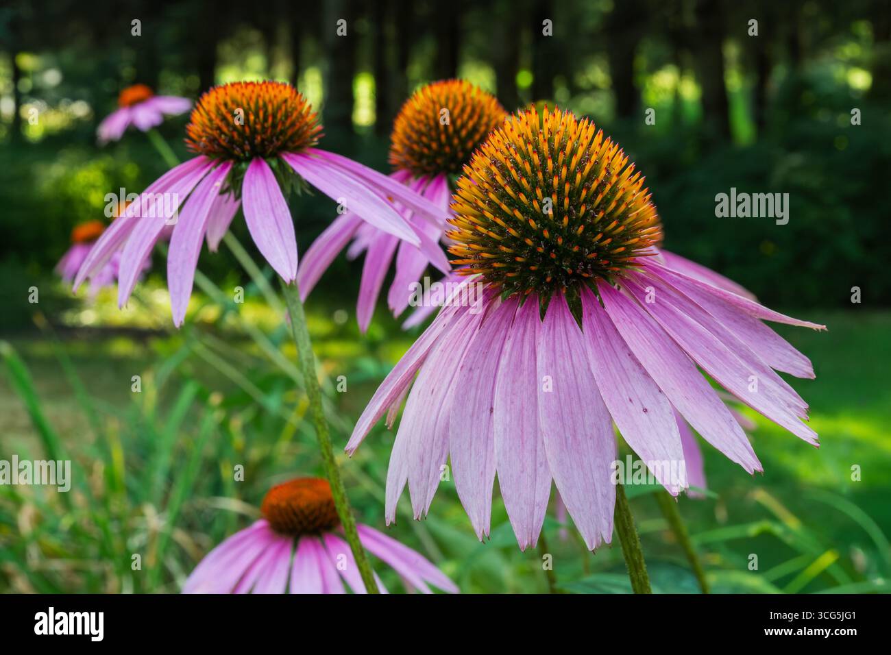 Primo piano di coneflowers viola (Echinacea purpurea) in un giardino estivo, con vivaci petali rosa e centro arancione, attenzione selettiva, backgroun naturale Foto Stock