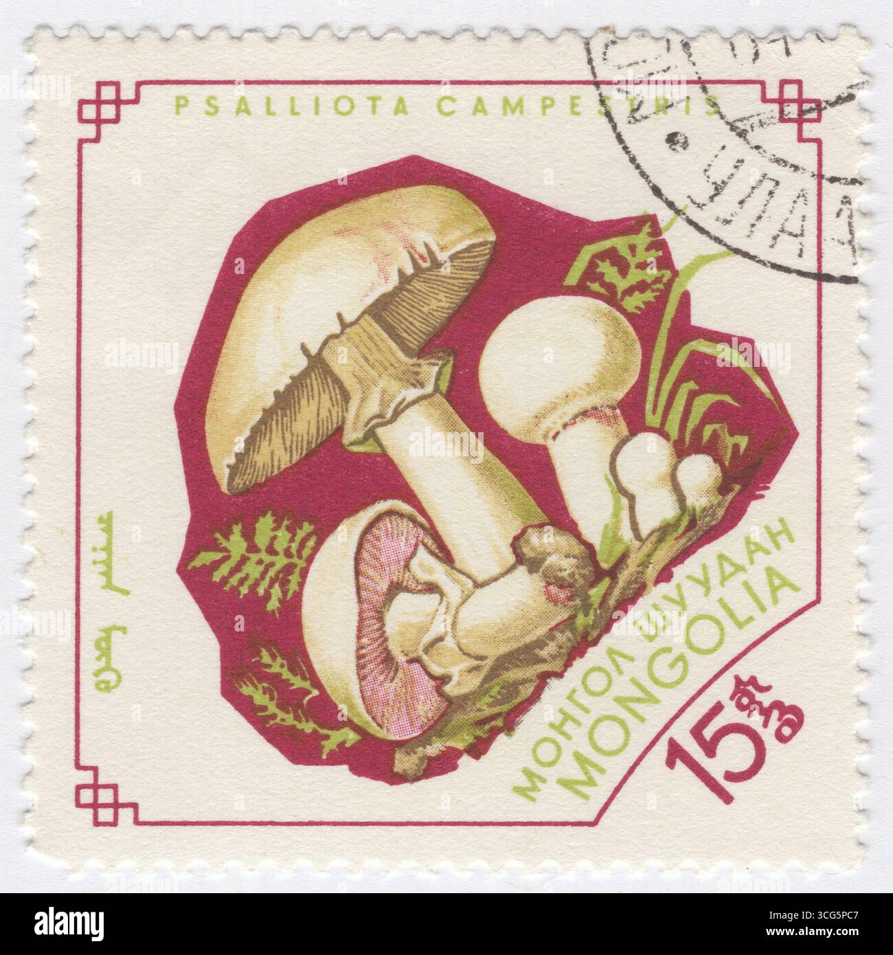 MONGOLIA - 1964 möngö gennaio: 15 francobollo multicolore raffigurante i funghi: Psalliota campestris, un fungo gilled ampiamente mangiato strettamente legato al fungo coltivato Agaricus bisporus. È comunemente noto come fungo di campo o, in Nord America, fungo di prato Foto Stock