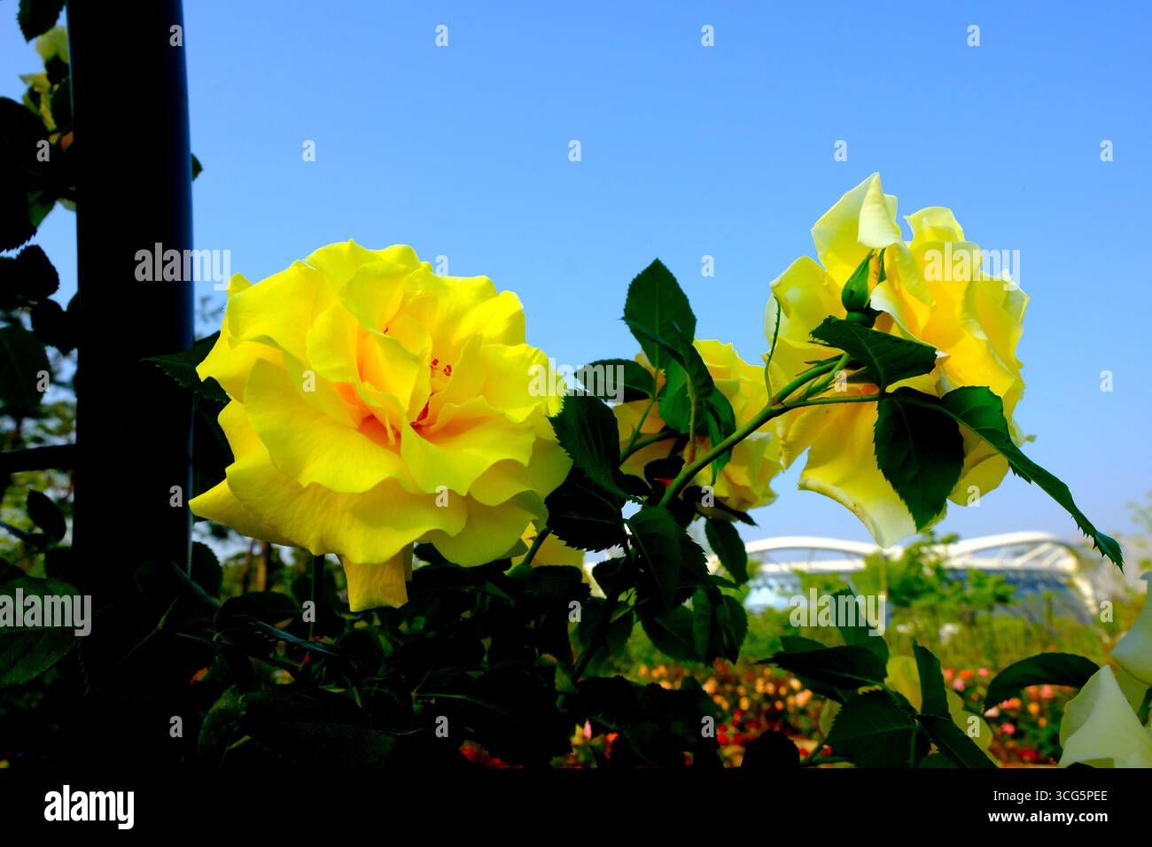 Tre bellissime rose gialle su una siepe, Giardino Botanico, Seoul, Corea del Sud Foto Stock