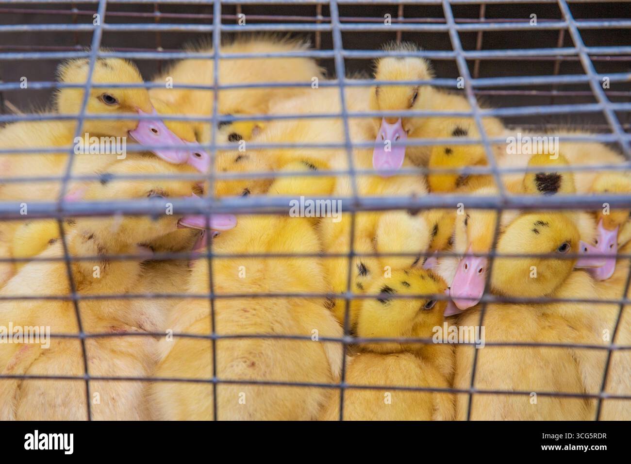 Gruppo di anatroccoli gialli con becchi rosa tenuti in una gabbia metallica presso un'immagine editoriale di un'azienda agricola Foto Stock