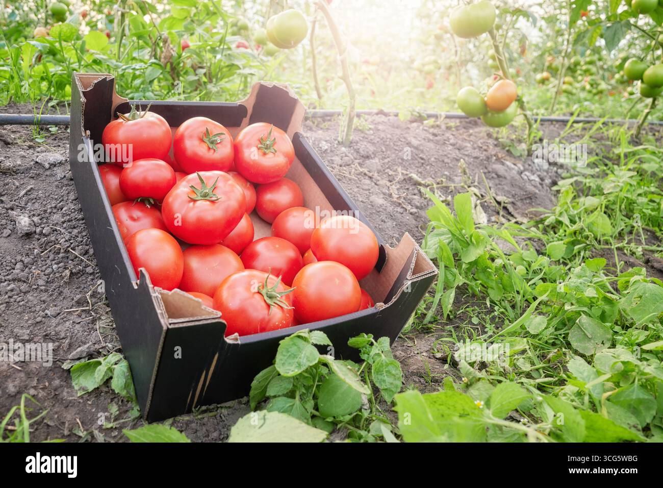 Pomodori serra biologici maturi in una scatola, fuoco selettivo. Foto Stock