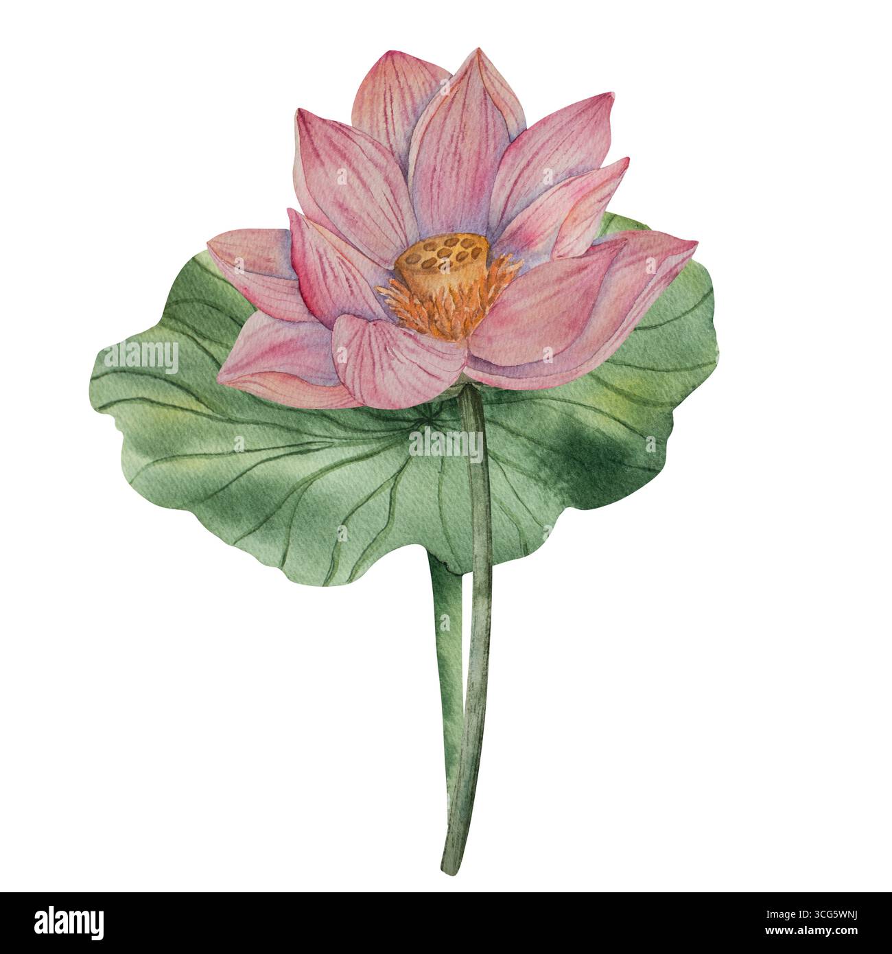 Illustrazione ad acquerello con loto disegnato a mano con boccioli di fiori rosa e foglie verdi in fiore. Stile acquerello. Tavolozza dei colori naturale. Perfetto per le stampe Foto Stock