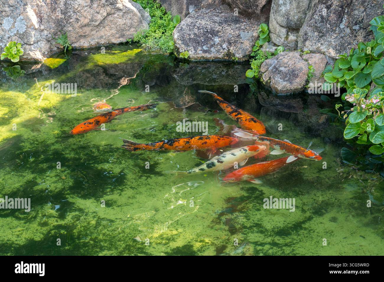 Maeda Park ITU, parco divertimenti Brasile, attività all'aperto, parco di pesca Brasile, turismo naturalistico, turismo ecologico, destinazione per famiglie Brasile, parco verde ITU, Foto Stock
