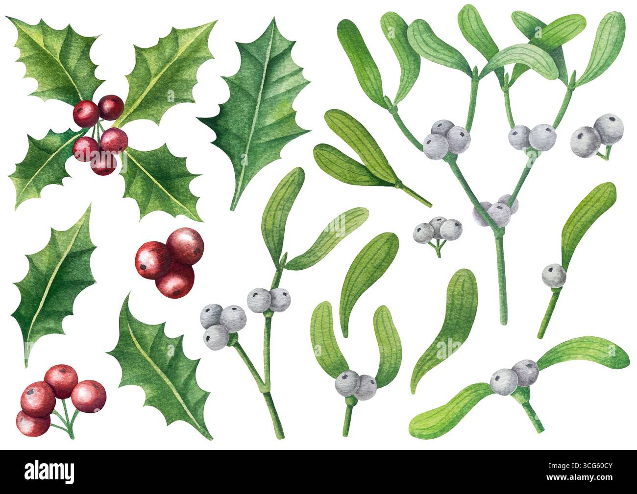 Set di illustrazioni di mignoli ad acquerello e bacche di agrifoglio. Raccolta di rami di alberi di Natale, foglie e bacche per il biglietto di auguri di Capodanno Foto Stock
