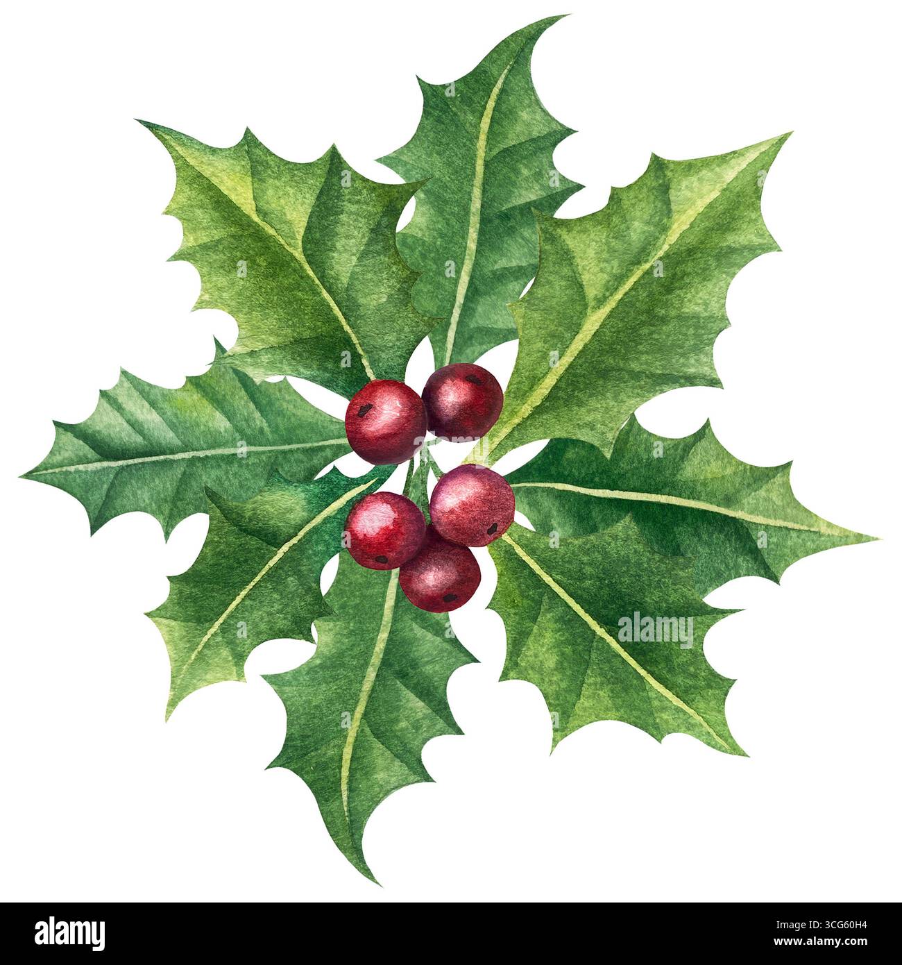 Set di illustrazioni di mignoli ad acquerello e bacche di agrifoglio. Raccolta di rami di alberi di Natale, foglie e bacche per il biglietto di auguri di Capodanno Foto Stock