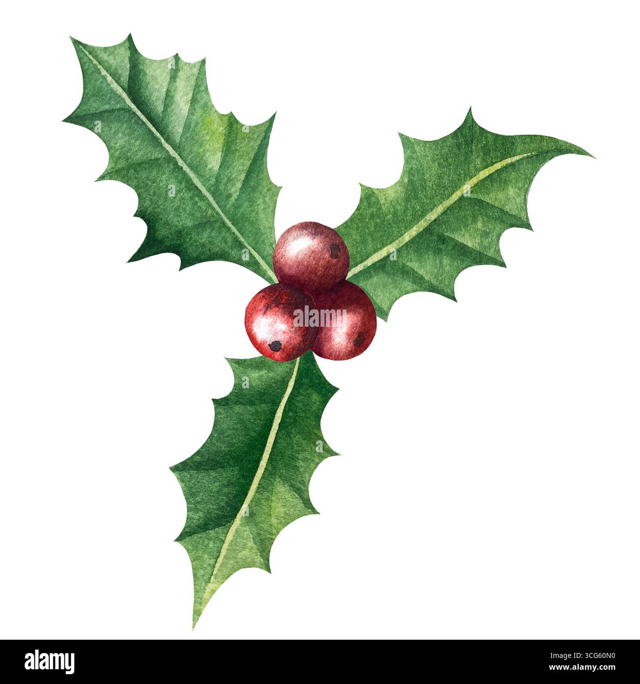 Set di illustrazioni di mignoli ad acquerello e bacche di agrifoglio. Raccolta di rami di alberi di Natale, foglie e bacche per il biglietto di auguri di Capodanno Foto Stock