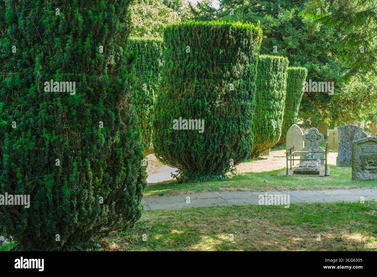 Chipping Campden, Cotswolds, Inghilterra, U.K. Yew Trees Line la passeggiata fino al cimitero di St. James Church. Foto Stock