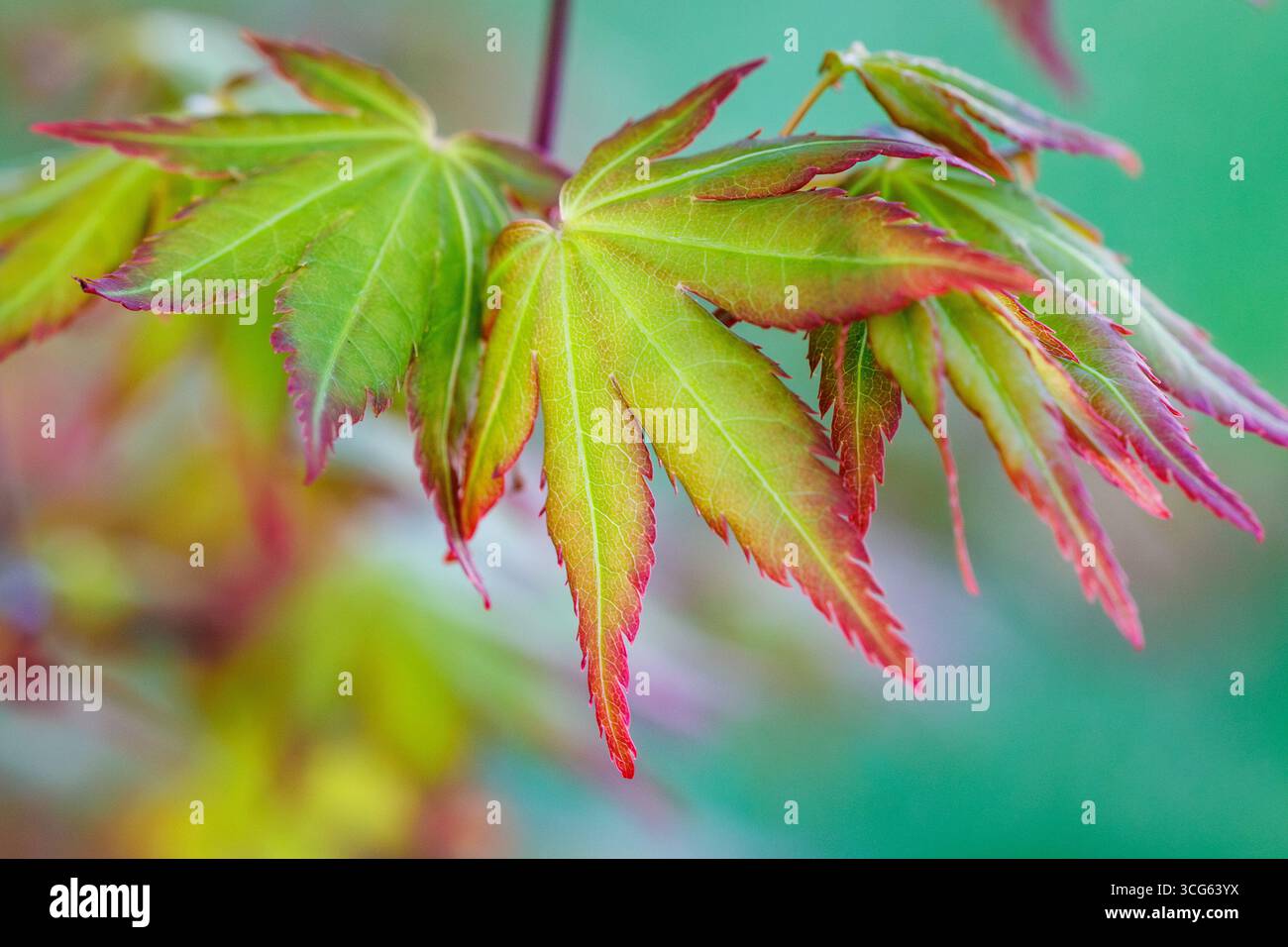 Primo piano su una foglia primaverile di acero giapponese - Acer palmatum Foto Stock