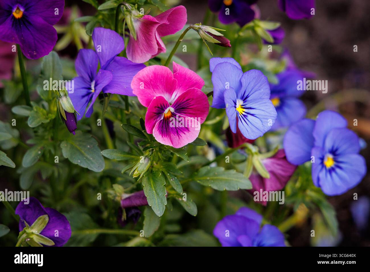 Primo piano su un fiore di pansia nel giardino, Polonia Foto Stock