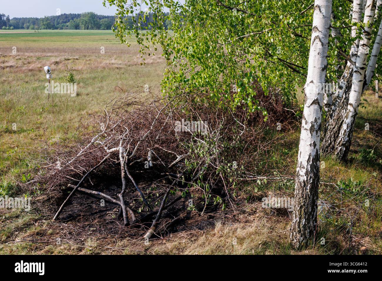 Erba bruciata e rami su un prato dopo un fulmine vicino agli alberi, Voivodato della Masovia, Polonia Foto Stock