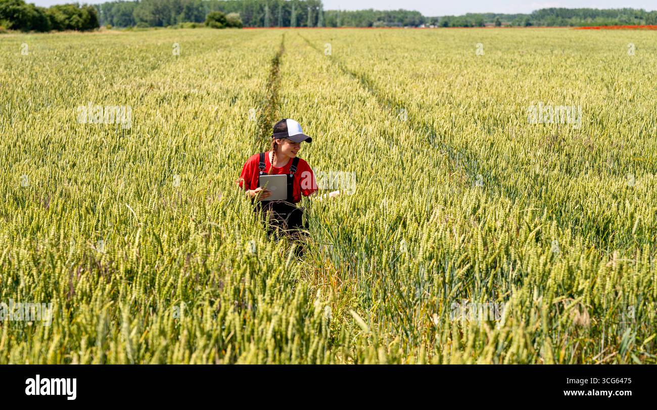 Moderna agricoltrice femminile con tablet che ispeziona le colture di cereali verdi in campo durante la fase di crescita Foto Stock Moderna agricoltrice femminile con tablet che ispeziona le colture di cereali verdi in campo durante la fase di crescita Foto Stock