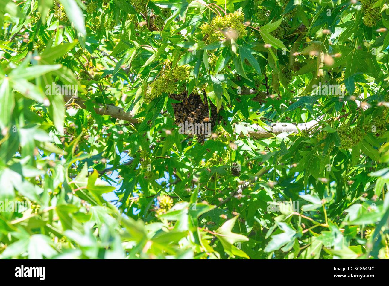 Vespe intorno a un nido in un albero in una strada commerciale a Southend on Sea, Essex, Regno Unito Foto Stock