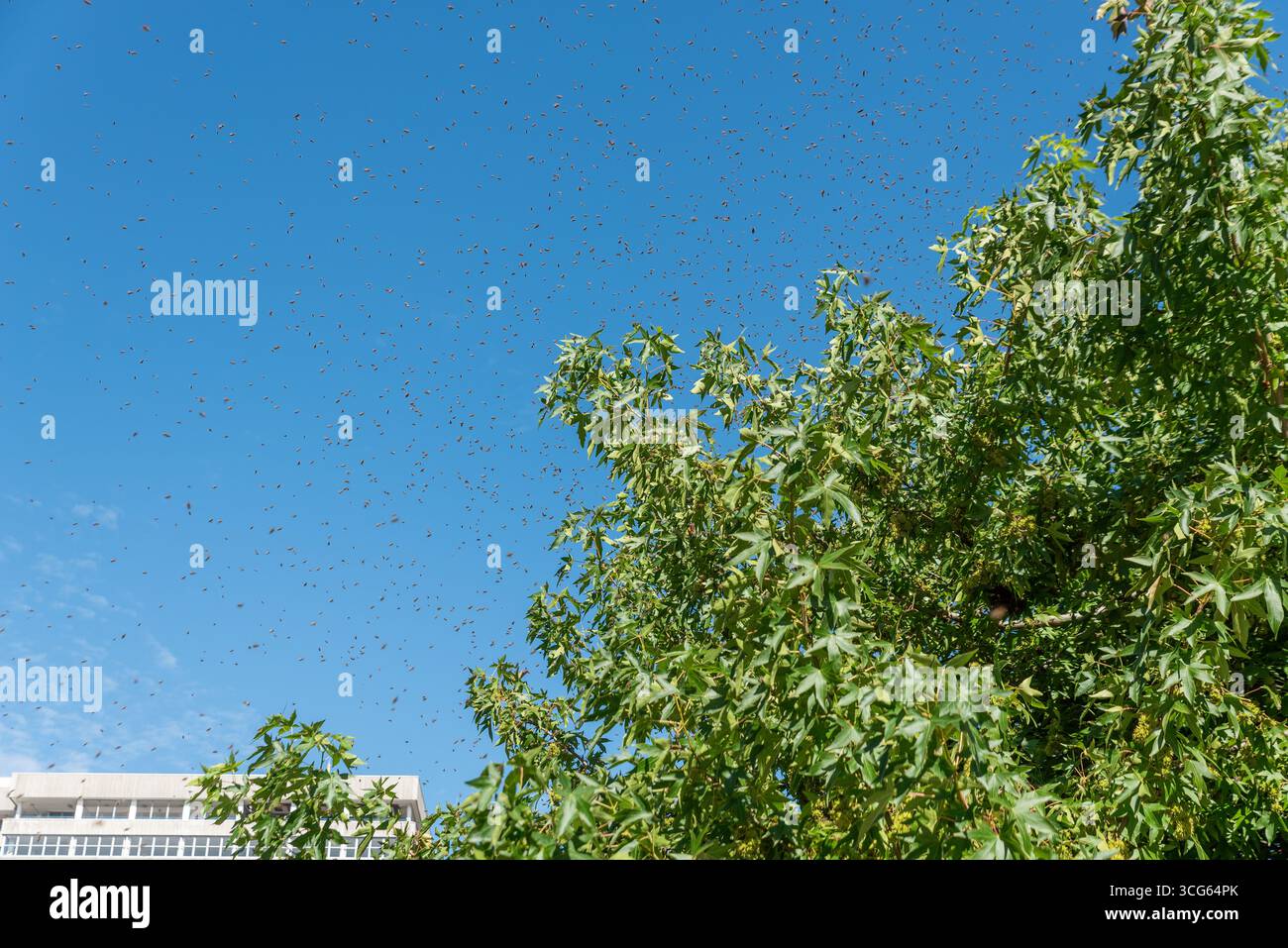 Vespe che scivolano intorno a un nido in un albero in una strada di negozi a Southend on Sea, Essex, Regno Unito Foto Stock