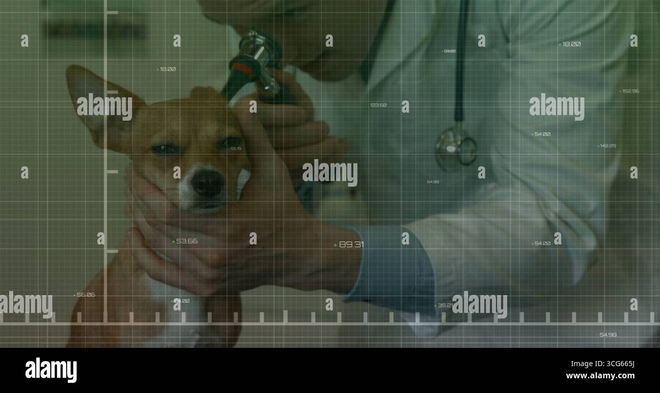 Ispezione veterinaria indossando il cappotto esaminando l'orecchio di cane sul tavolo di esame in clinica veterinaria, utilizzando l'otoscopio Foto Stock