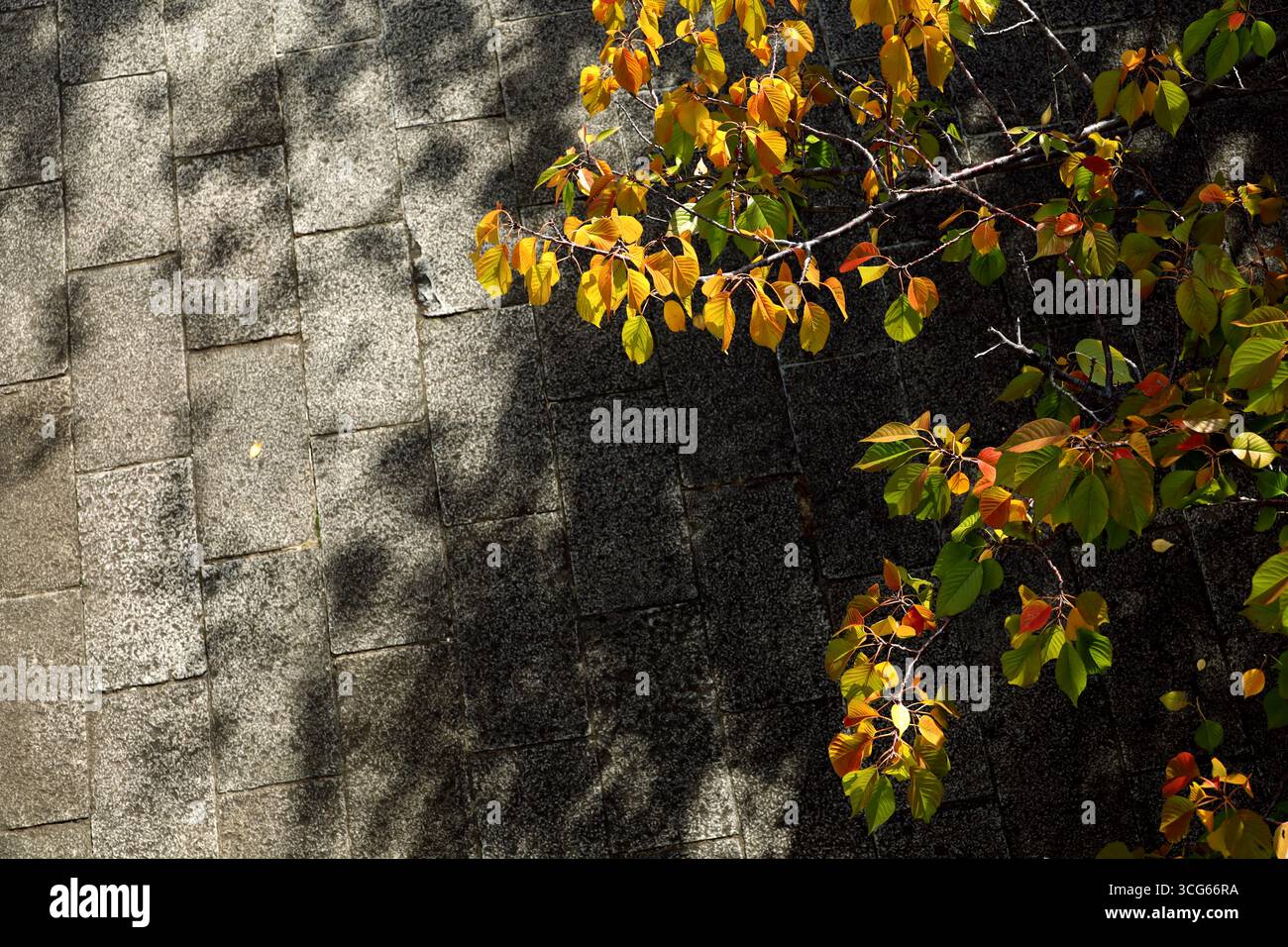Ciliegi autunnali e marciapiedi in pietra con luce solare che filtra attraverso le foglie Foto Stock