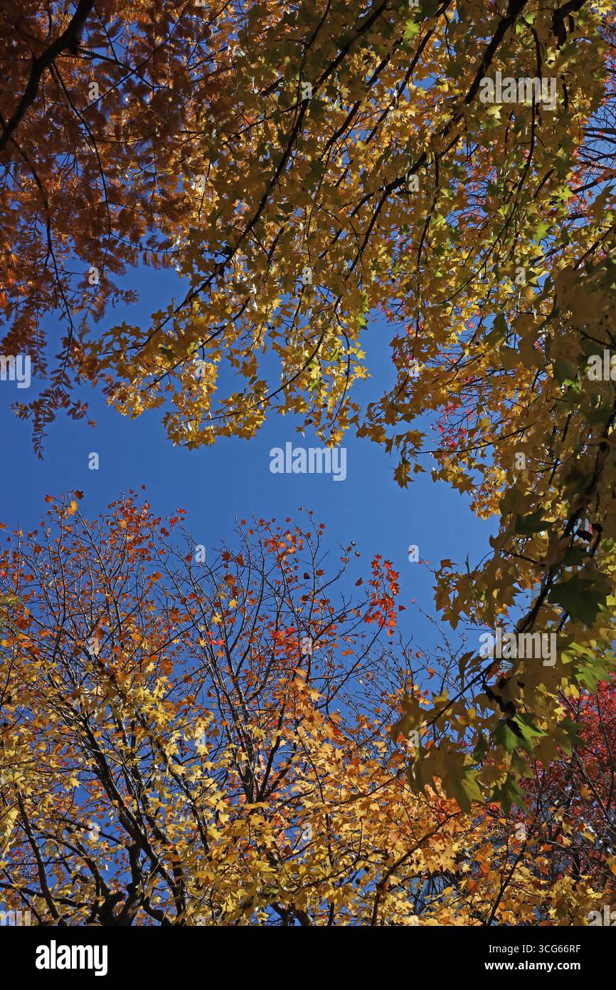 Foglie autunnali di dolciume americano e cielo azzurro limpido Foto Stock