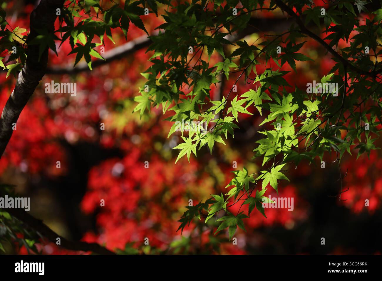 Foto di sfondo ravvicinato delle foglie autunnali di acero giapponese che diventano di colore rosso Foto Stock