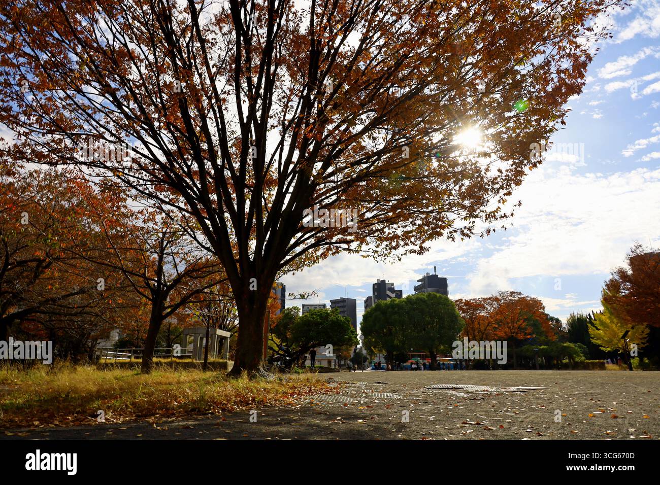 Un piccolo parco in città con bellissime foglie autunnali e un soleggiato cielo autunnale Foto Stock