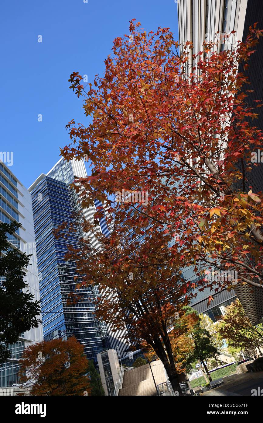 Splendido paesaggio autunnale con cieli limpidi, foglie autunnali sugli alberi della città e paesaggi urbani Foto Stock