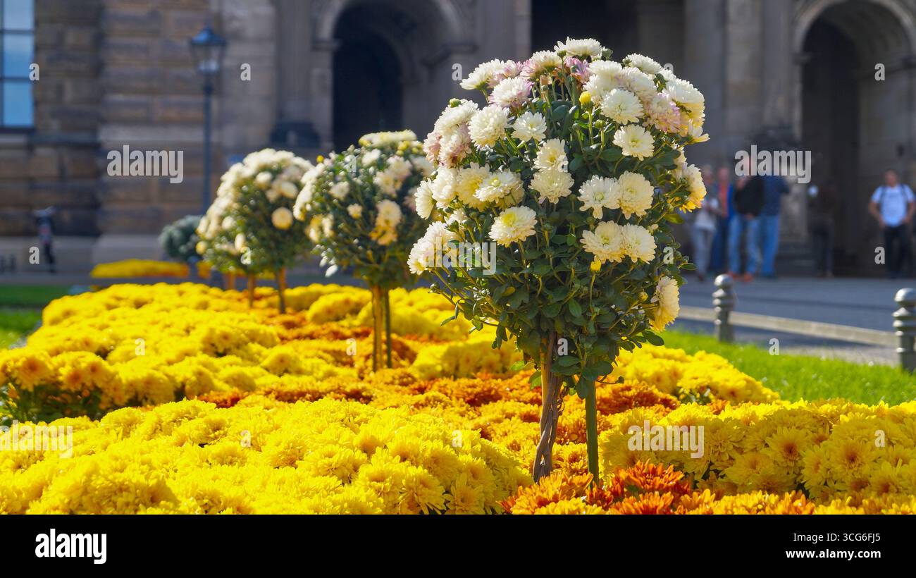 Composizione floreale su un tappeto di fiori gialli di fronte allo Zwinger di Dresda in Germania. Foto Stock