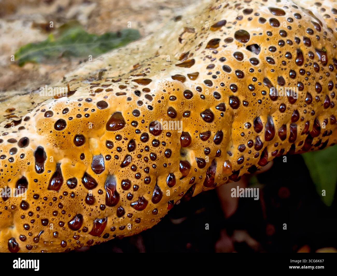 Macro dettagliata del fungo di quercia o Polipo piangente - Pseudoinonotus dryadeus - con goccioline di guttazione color ambra che trasuda man mano che cresce Foto Stock