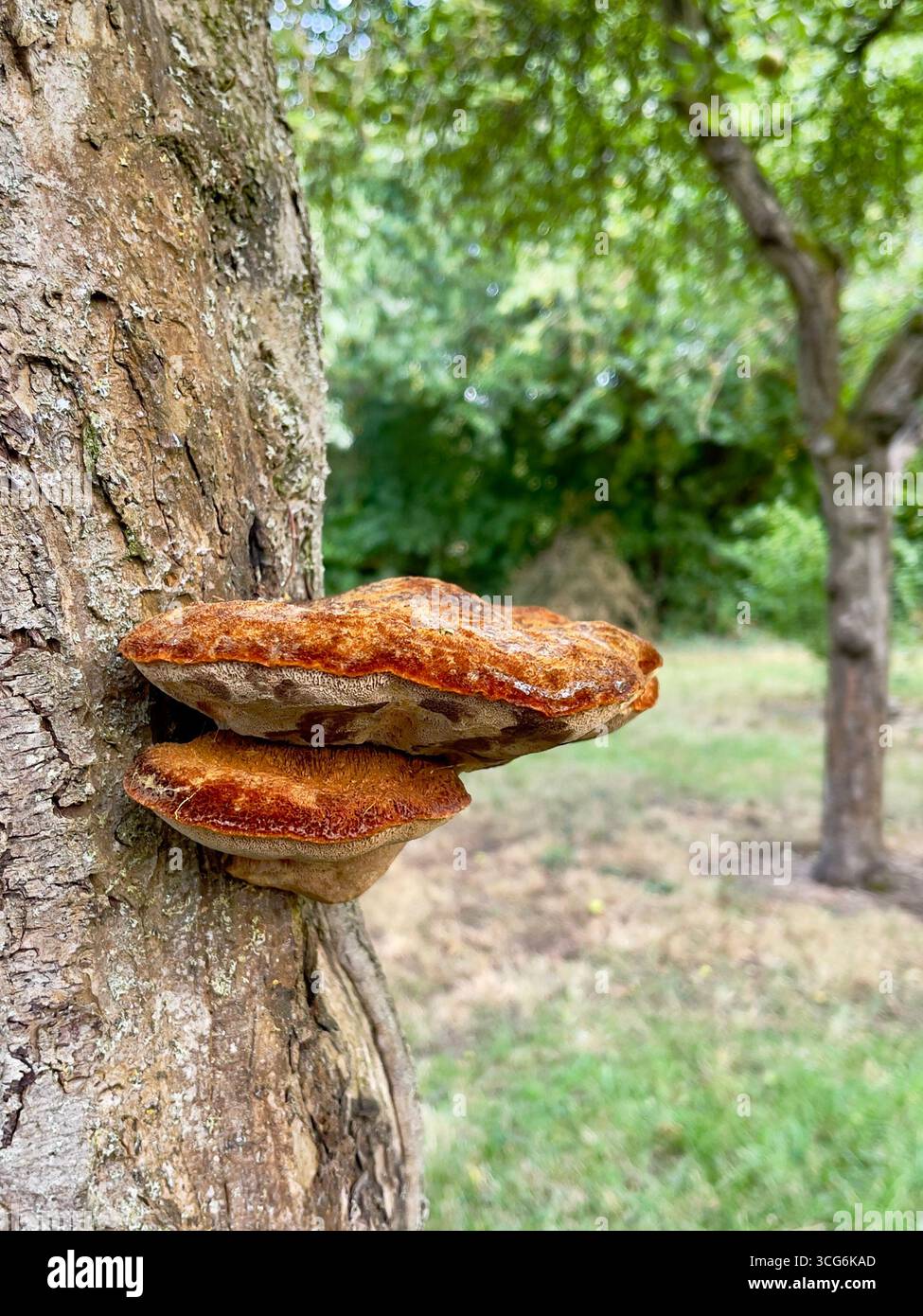 Inonotus hispidus o Shaggy Bracket infetta un vecchio melo nel Woughton Community Orchard, Milton Keynes, Regno Unito Foto Stock