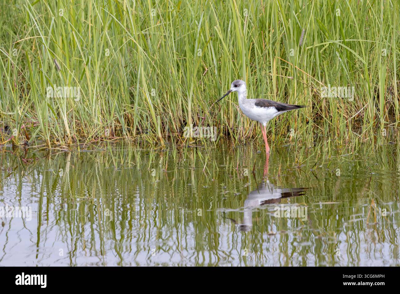 Un palafitte con ali nere si staglia in acqua ferma, gambe rosa e becco sottile affilato, mentre le linee di canne ondulano lungo la superficie specchiata. Foto Stock