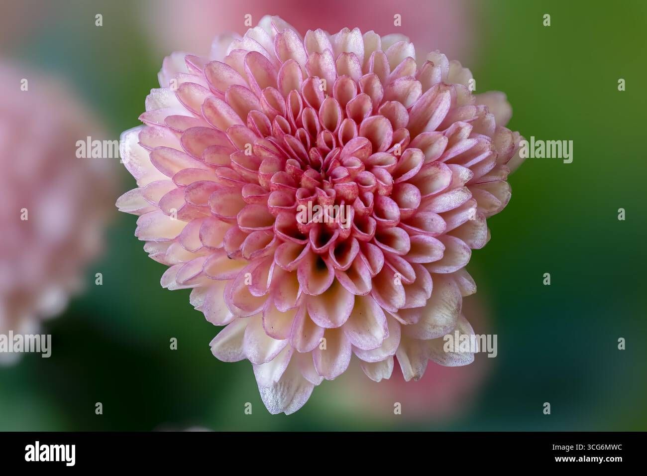 Francia - Tolosa - morbido macello mattutino di fiori rosa a strati con petali cremosi e delicato bokeh Foto Stock
