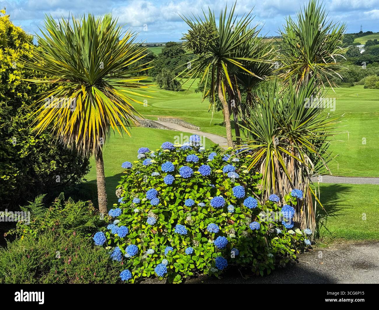 Cornwall, Inghilterra, Regno Unito Blue Hydrangeas e Cornwall Palms, Cabbage Palms, Cordyline australis, presso il campo da golf Bowood Park Hotel. Foto Stock