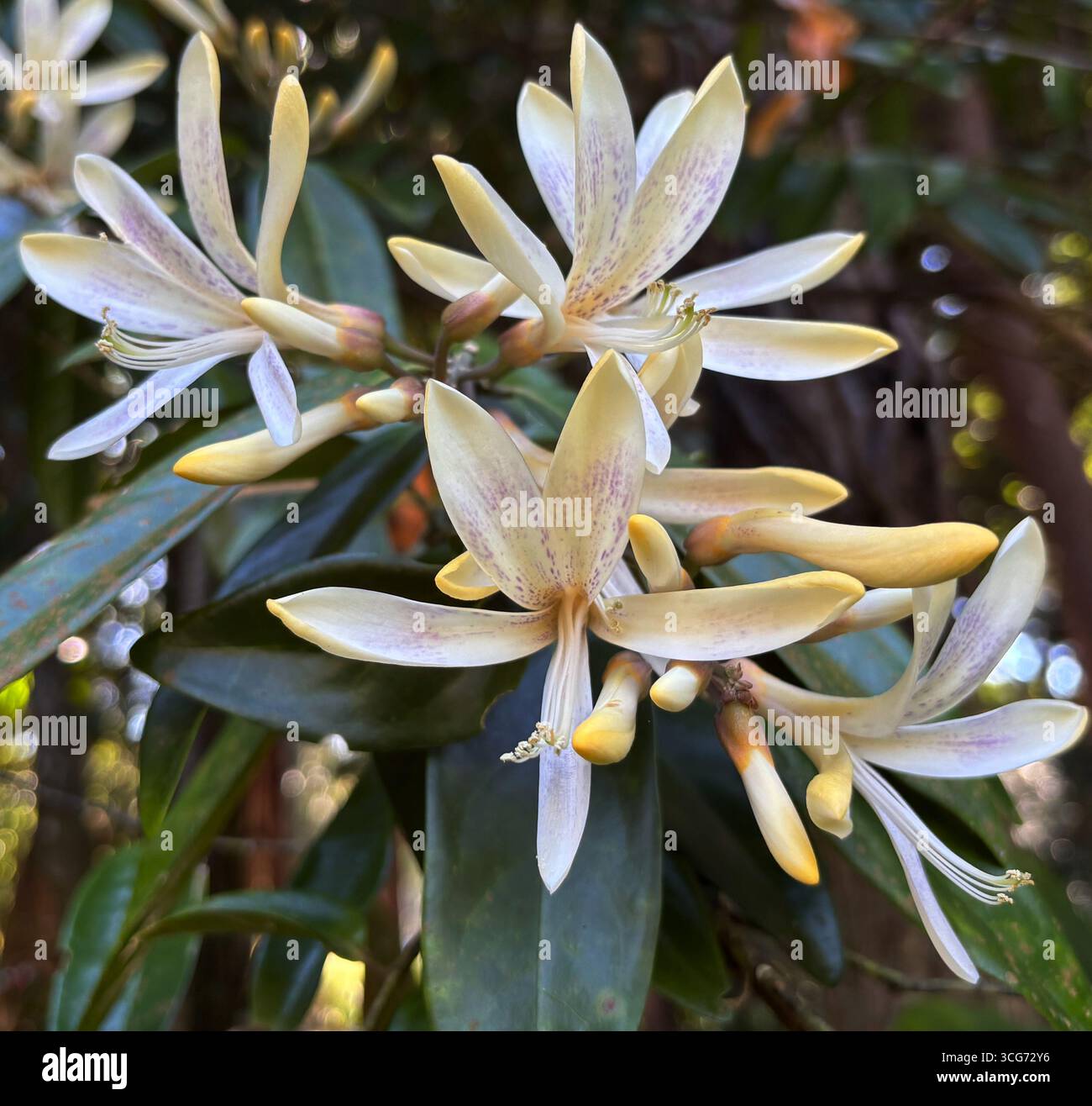 Fiori profumati di bosso (Xanthophyllum fragrrans), foresta pluviale endemica della regione di Daintree nel nord-est del Queensland, Australia Foto Stock