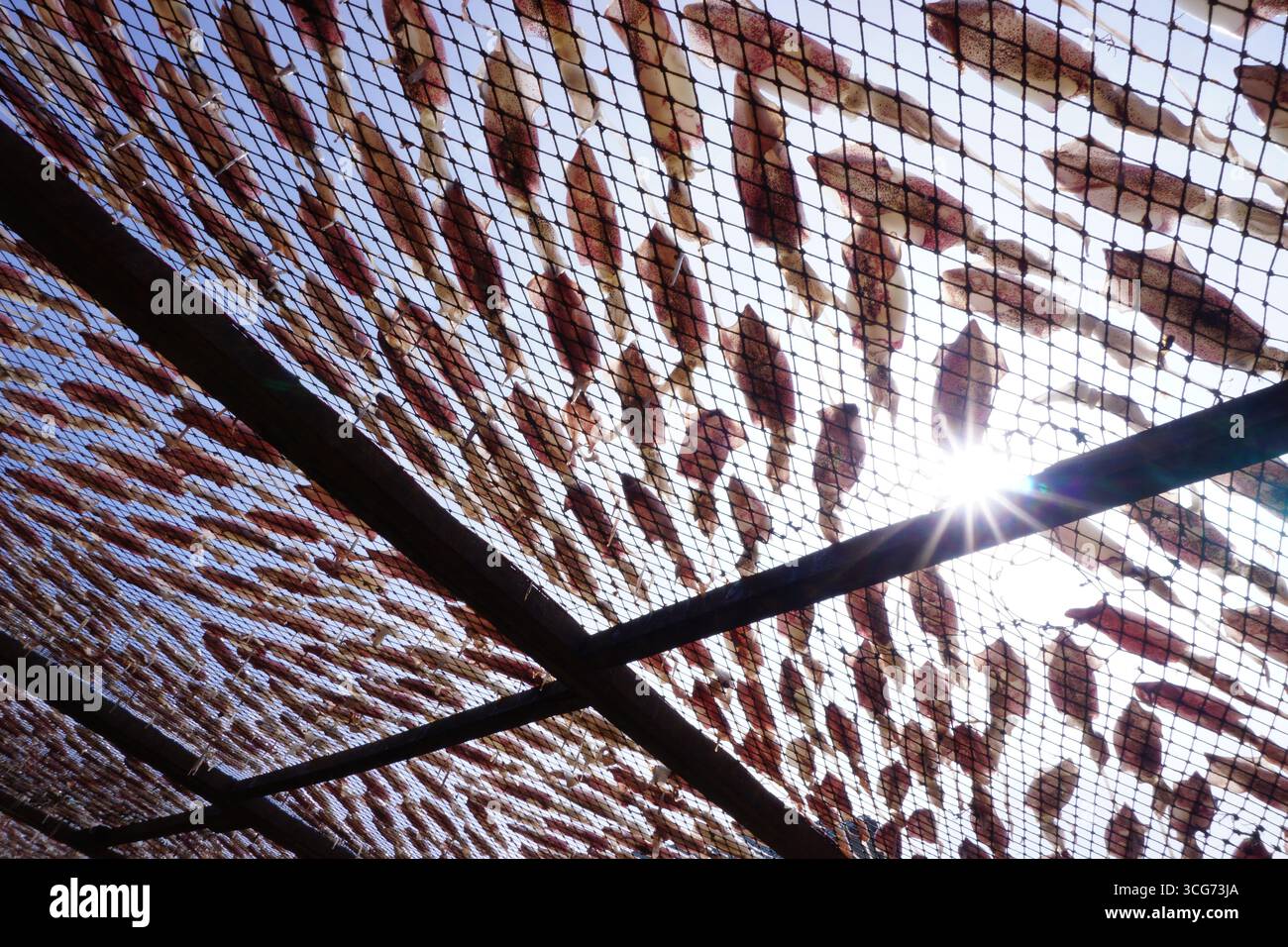 essiccare i calamari sulla rete, i calamari giacevano sulla rete Foto Stock